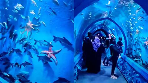aquarium online bangalore|Home .